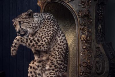 Art Zoo Museum Entry Ticket in a Canal House