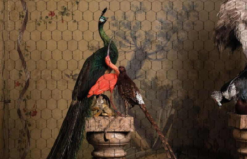 Amsterdam: Art Zoo Museum Entry Ticket in a Canal House - Photography and etiquette: what to do so your visit feels easy