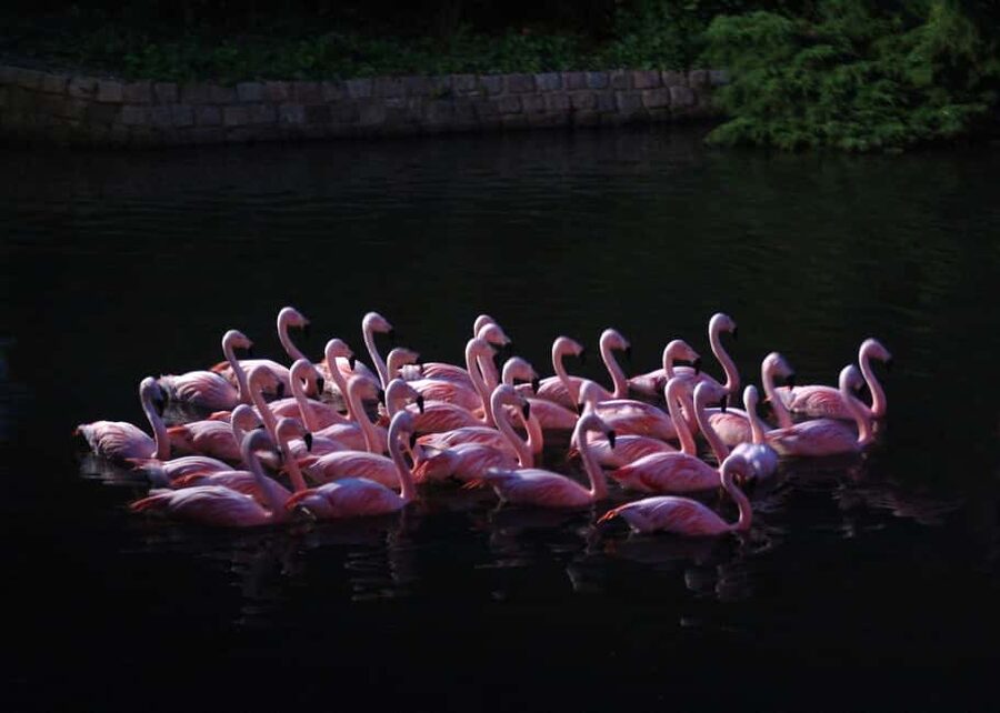 Amsterdam: ARTIS Amsterdam Royal Zoo Entry Ticket - Price and value: what $35 gets you (and what it does not)