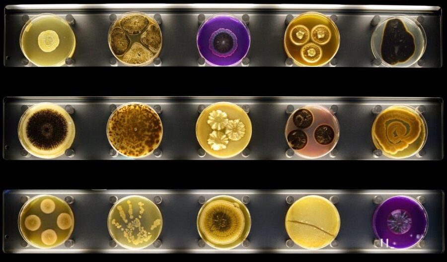 Amsterdam: ARTIS-Micropia Microbe Museum Entry Ticket - The Microbe Scan: Your Body Becomes the Exhibit