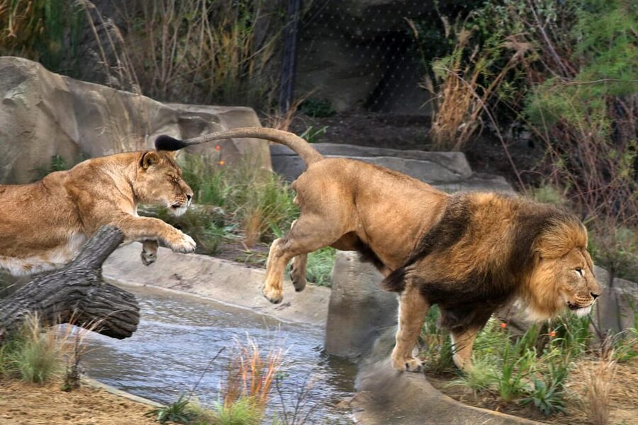 Amsterdam: ARTIS Royal Zoo and ARTIS Groote Museum Ticket - Key highlights you will actually care about