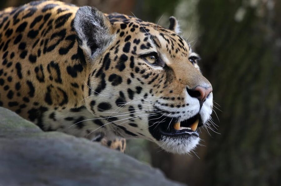 Amsterdam: ARTIS Royal Zoo and ARTIS Groote Museum Ticket - Price and value around $55 per person