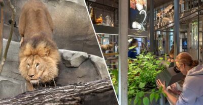 ARTIS Royal Zoo and ARTIS Groote Museum Ticket