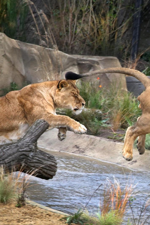 Amsterdam: ARTIS Royal Zoo and ARTIS Groote Museum Ticket - From Kerbertterras (old lion area) to Madagascar and beyond