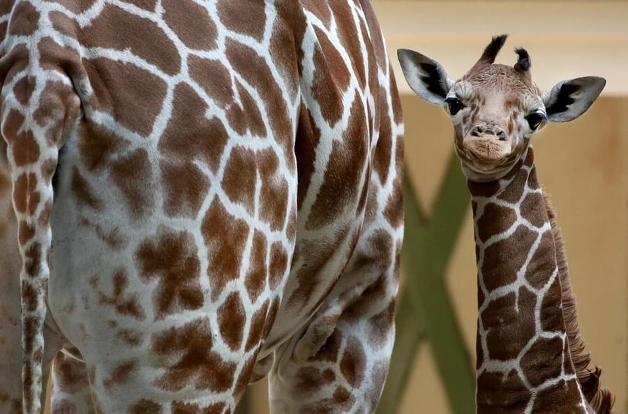 Amsterdam: Artis Royal Zoo & ARTIS-Micropia Combo Ticket - Key things to know before you go