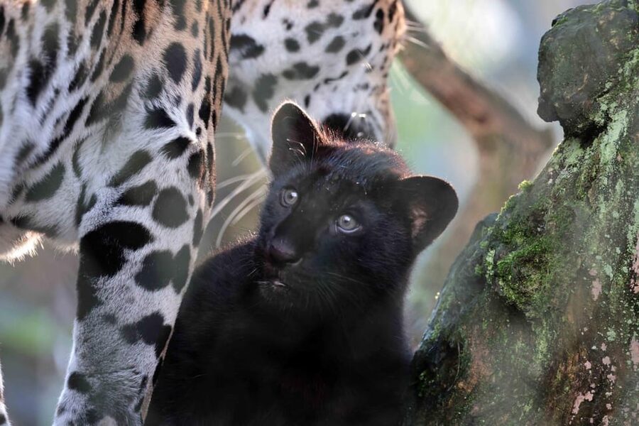 Amsterdam: Artis Royal Zoo & ARTIS-Micropia Combo Ticket - Two Places, One Canal-Side Day: ARTIS and Micropia Together