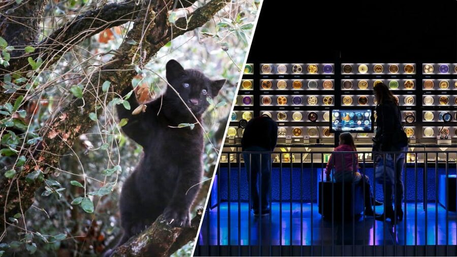 Amsterdam: Artis Royal Zoo & ARTIS-Micropia Combo Ticket - How the Micropia Time Slot Works (And Why It Matters)
