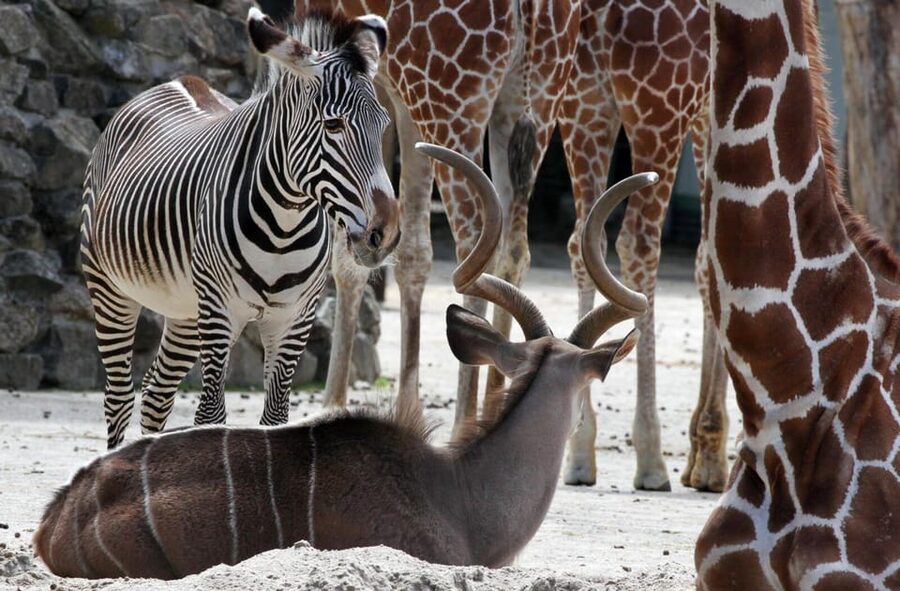 Amsterdam: Artis Royal Zoo & ARTIS-Micropia Combo Ticket - ARTIS Royal Zoo by the Canals: What You’ll Actually Do