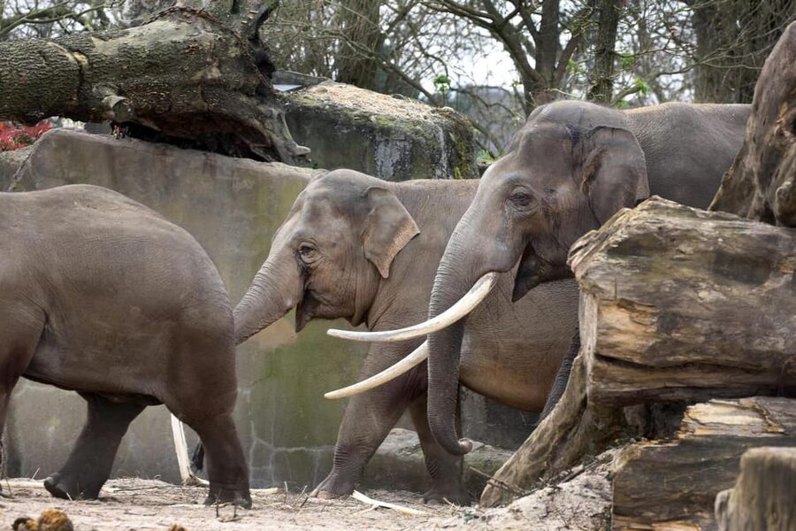 Amsterdam: Artis Royal Zoo & ARTIS-Micropia Combo Ticket - Elephant Expedition, New Calves, and the Elephant Code