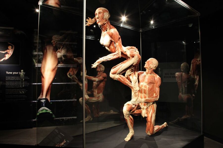 Amsterdam: Body Worlds Exhibition and Canal Cruise - Key takeaways before you go