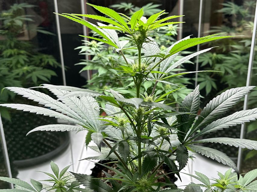 Amsterdam: Cannabis Museum Entry Ticket - Price, Value, and What You Get for $14