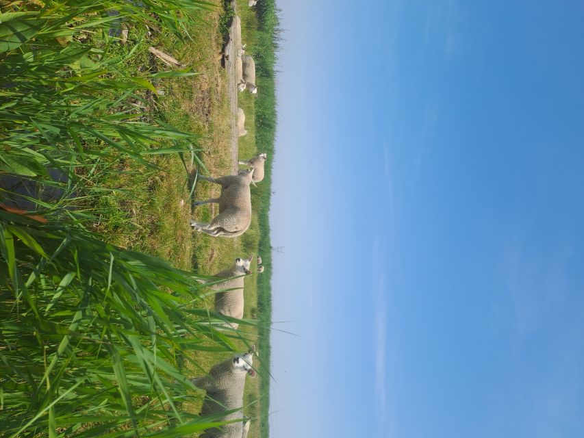Amsterdam: Countryside Bike and Kayak Guided Tour - Group size and the guide factor, especially if you are nervous