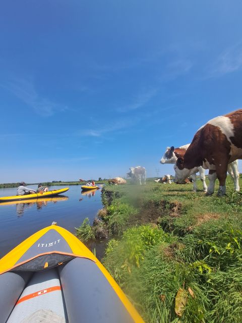 Amsterdam: Countryside Bike and Kayak Guided Tour - Broek in Waterland kayaking: where cows and quiet waterways steal the show
