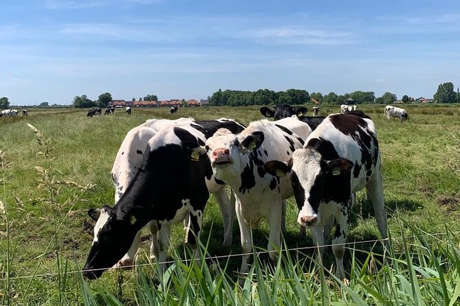 Amsterdam Countryside Bike and Kayak Tour - Price and Value: What $83.48 Includes and Why It Adds Up