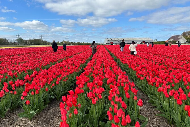 Amsterdam: Day trip to Tulip Farm, Keukenhof + Windmill Cruise - De Tulperij tulip farm: meeting the grower family, learning the basics, taking photos