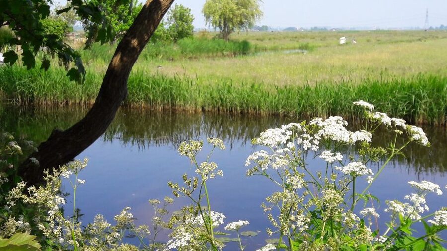 Amsterdam: Dutch Countryside Sunset Canoe Tour - Who Should Book This Canoe Evening, and Who Should Skip It