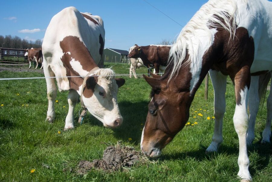 Amsterdam: Full-Day Countryside Tour - Simonehoeve cheese farm: tastings, fruit wine, and how the craft becomes real