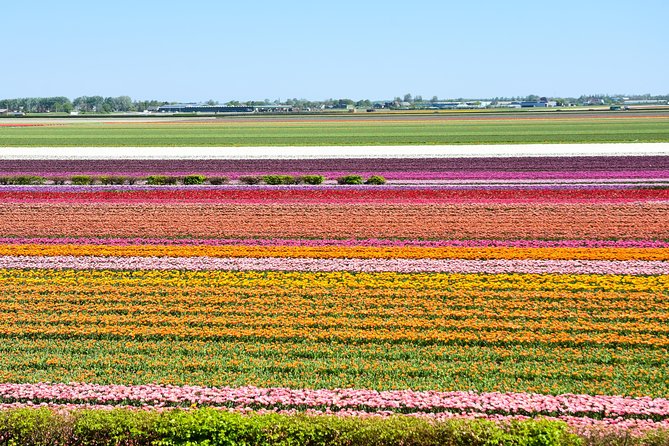 Amsterdam: Half Day Guided Keukenhof Tulip Garden Tour - Why Keukenhof hits hardest in spring, even when weather misbehaves