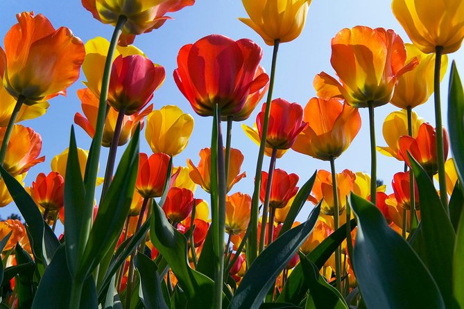 Amsterdam: Half Day Guided Keukenhof Tulip Garden Tour - Group size, crowd flow, and the “short day” challenge