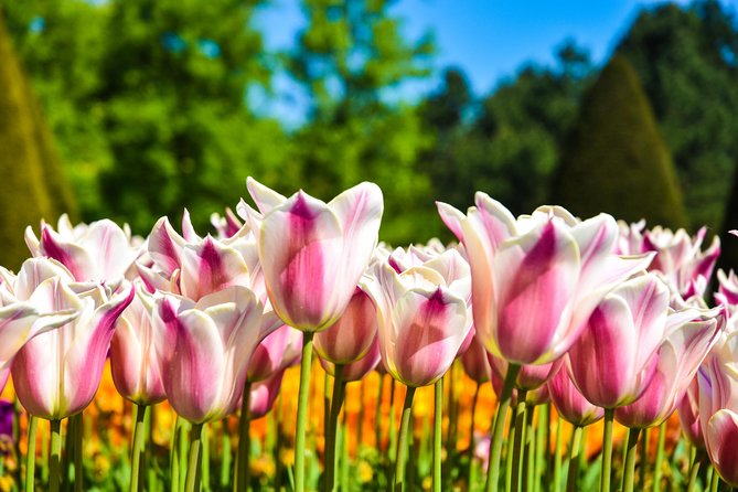 Amsterdam: Half Day Guided Keukenhof Tulip Garden Tour - If your tour includes extra stops: Zaanse Schans style segments to watch for