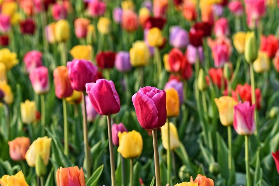 Amsterdam: Keukenhof and Zaanse Schans Live Guided Day Tour - Timing, weather, and the bloom gamble you can manage