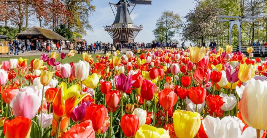 Amsterdam: Keukenhof and Zaanse Schans Live Guided Day Tour - Keukenhof Gardens: a guided 45-minute walk, then you choose your favorites