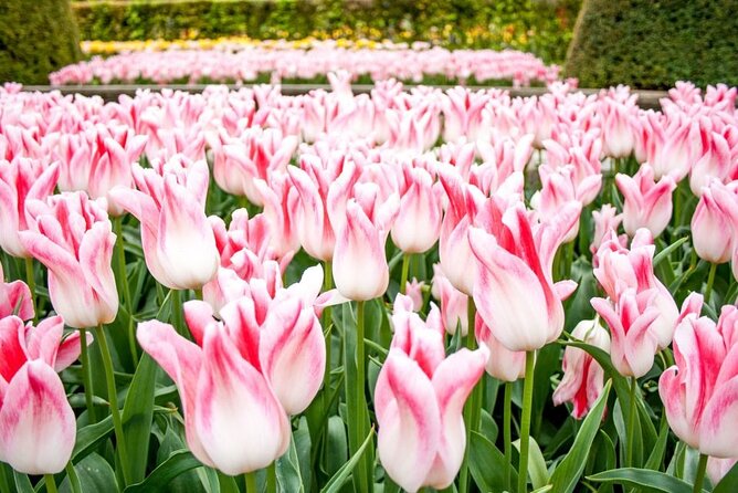 Amsterdam: Keukenhof Entry & Shuttle Bus with Flexible Return - Best fit: who should book this Keukenhof shuttle day trip