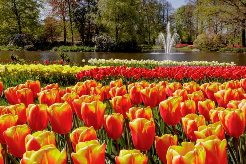 Amsterdam: Keukenhof Entry & Shuttlebus with Flexible Return - Should You Book This Keukenhof Shuttle?