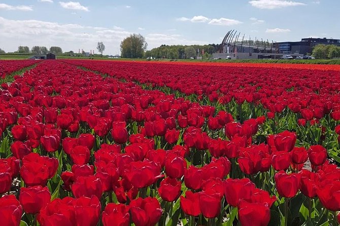 Amsterdam : Keukenhof FlowerFarm Privatetour Skip-The-Line ticket - The 3-part day that turns Keukenhof into a relaxed plan