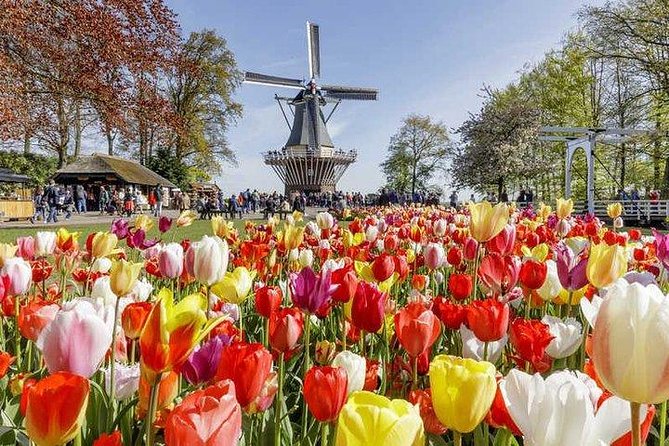 Amsterdam : Keukenhof FlowerFarm Privatetour Skip-The-Line ticket - Hotel pickup and a comfortable ride out of Amsterdam