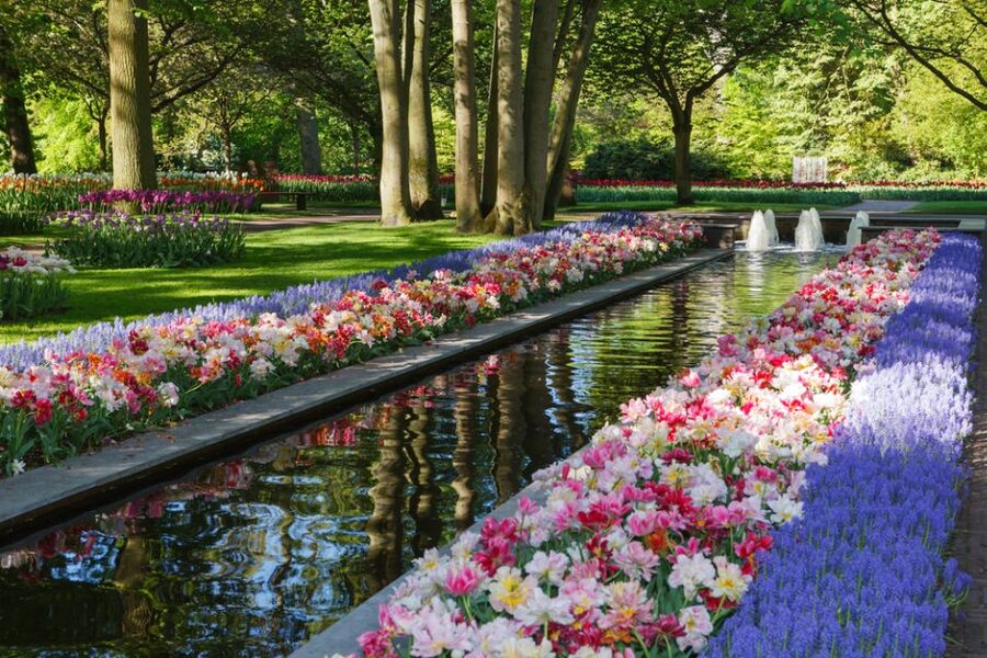 Amsterdam: Keukenhof Gardens Guided Tour Spanish and English - Key highlights you will feel on the day