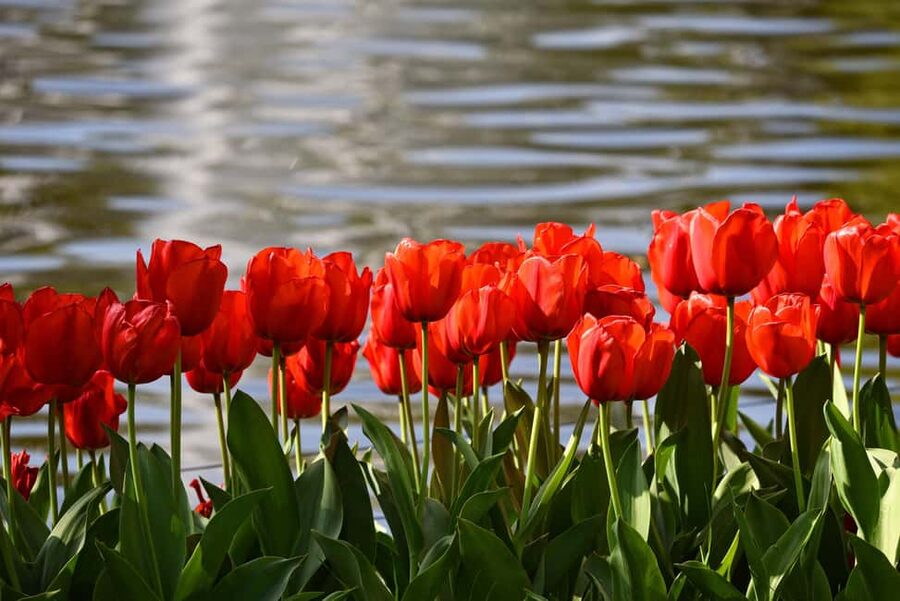 Amsterdam: Keukenhof Gardens Guided Tour Spanish and English - The Oranje pavilions: royal names that act like navigation