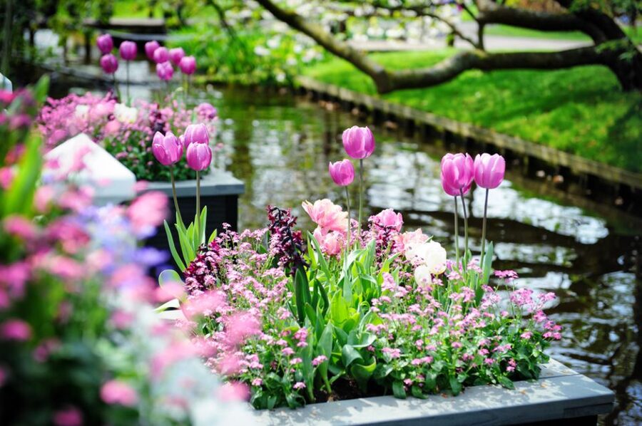Amsterdam: Keukenhof Gardens Guided Tour Spanish and English - Beyond tulips: what makes the flower displays feel different