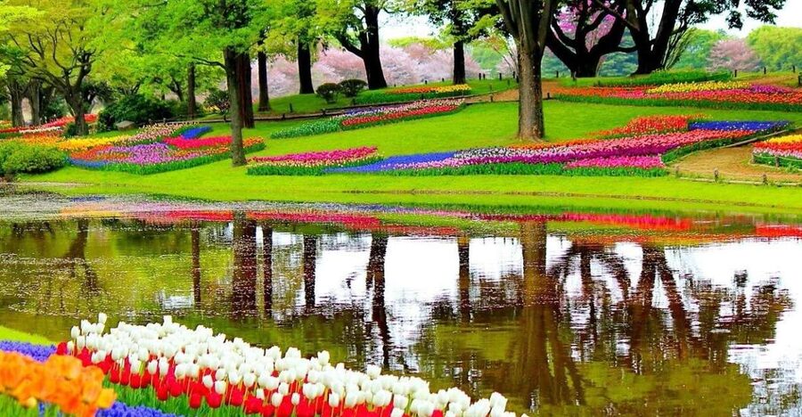 Amsterdam: Keukenhof Gardens Private Sightseeing Tour - Private Mercedes pickup, the easiest way to reach Keukenhof