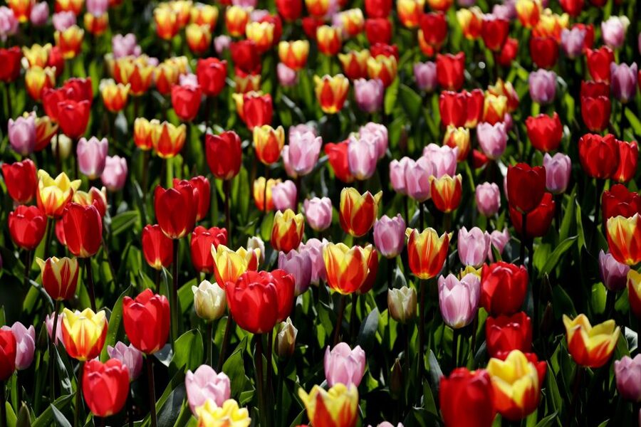 Amsterdam: Keukenhof Ticket with Shuttle Bus + Canal Cruise - The Keukenhof shuttle: comfortable coaches and real schedule control