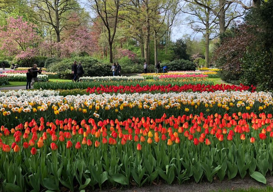 Amsterdam: Keukenhof Tulip Garden and Giethoorn Experience - Giethoorn Without Motorways: 1-Hour Canal Cruise and Village Walk