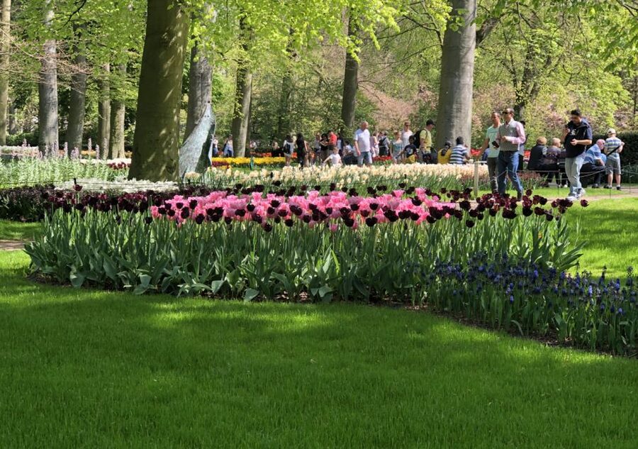 Amsterdam: Keukenhof Tulip Garden and Giethoorn Experience - How Much Walking Is Involved (And Who Should Not Ignore It)