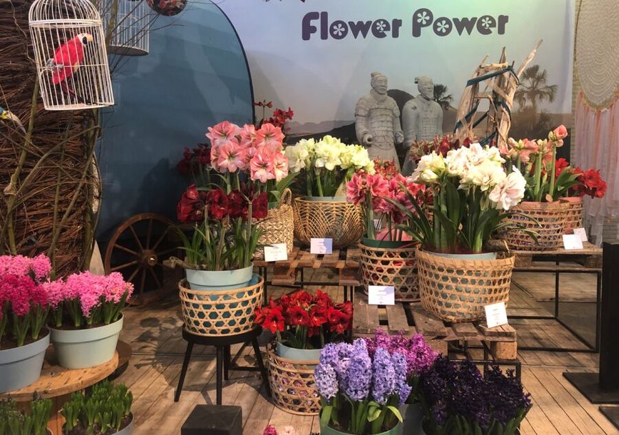 Amsterdam: Keukenhof Tulip Garden and Giethoorn Experience - Weather Notes: Rain or Shine Changes How the Day Feels