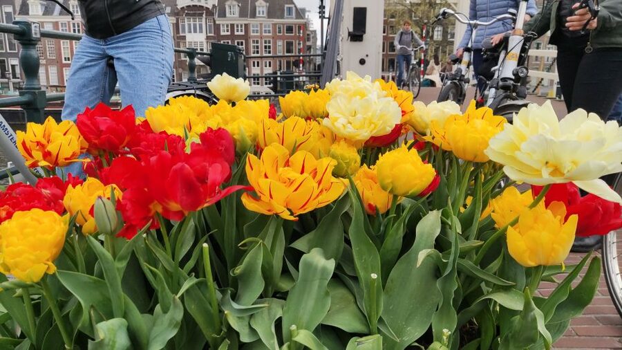 Amsterdam: Off the Beaten Path Bike Tour in French - Bikes, sizes, and what to ask before you go