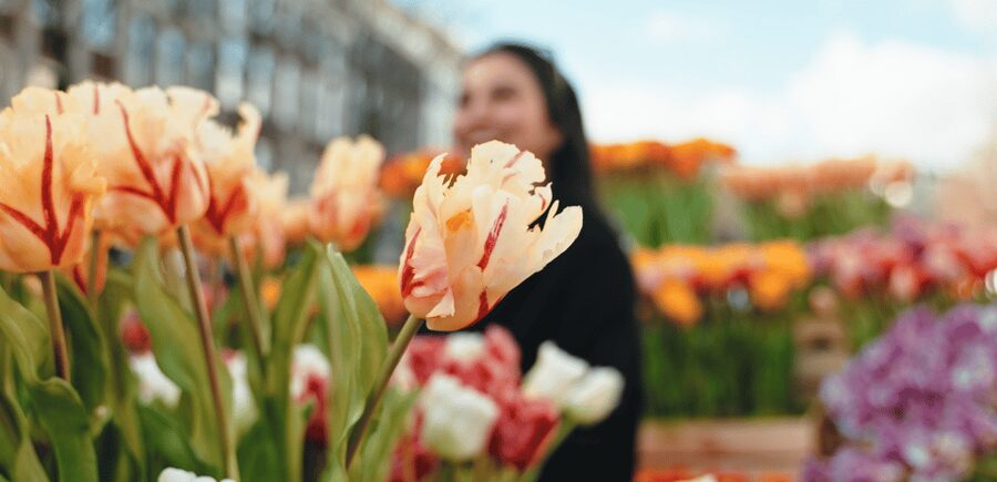 Amsterdam: Premium Tulip Boat Canal Tour - Golden Bend and canal-house sightseeing, without the full-day commitment