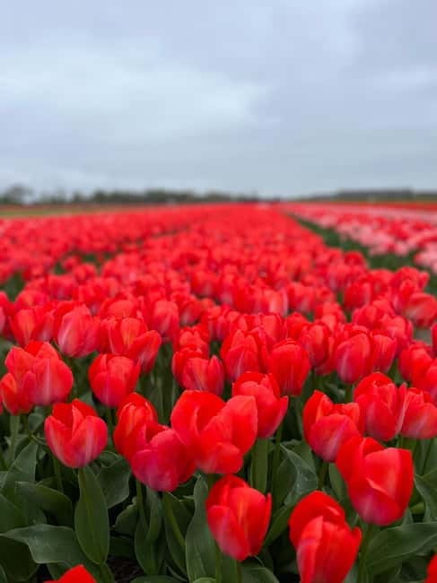 Amsterdam: Private Keukenhof and Free Tulip Tour - Key Highlights Worth Planning Around