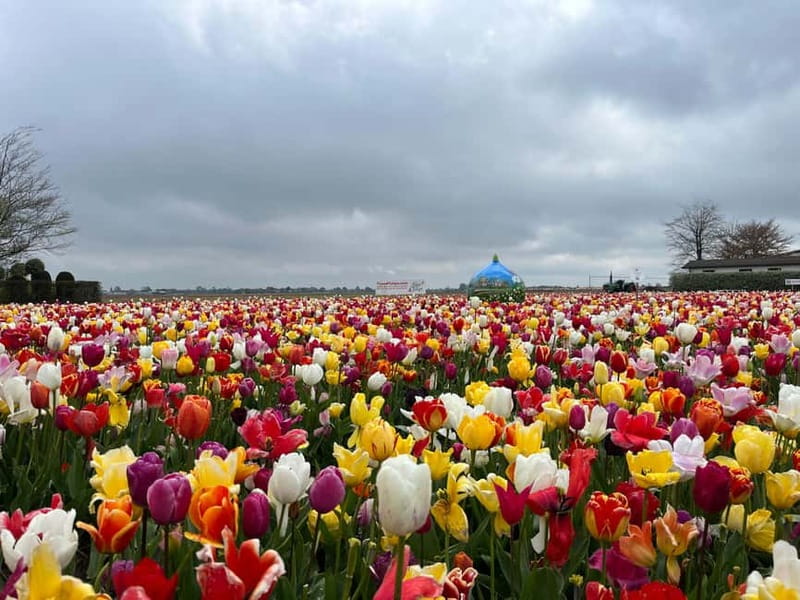 Amsterdam: Private Keukenhof and Free Tulip Tour - Lisse Tulip Fields: Why the Second Stop Changes the Day