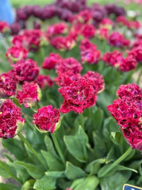 Amsterdam: Private Keukenhof and Free Tulip Tour - Lunch and Food Costs: What’s Included and What You’ll Pay