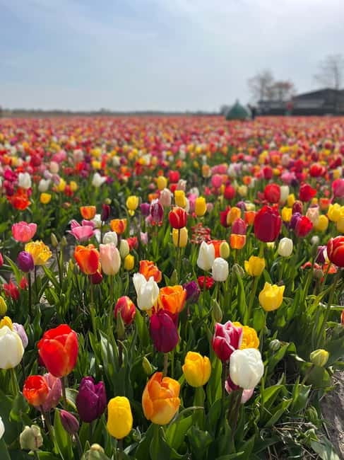 Amsterdam: Private Keukenhof and Free Tulip Tour - Price and Value: When $659 Makes Sense
