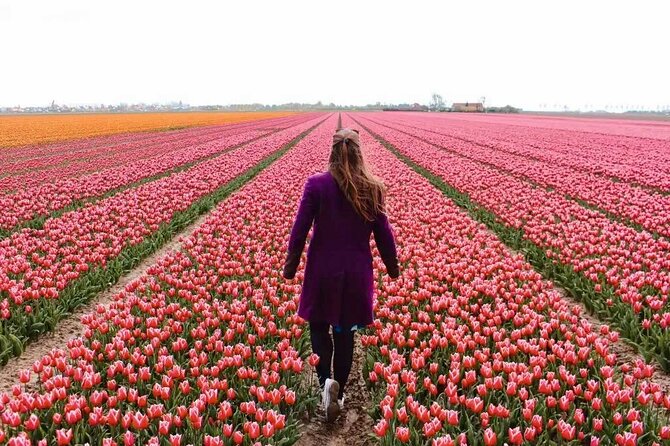 Amsterdam Private Tour to Keukenhof, Tulip Fields and Windmills - Key Highlights You Will Feel Immediately