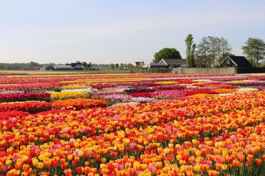 Amsterdam: Private tour Tulips, Keukenhof, Windmill & Cheese - What the Included Tickets Are Actually Buying You