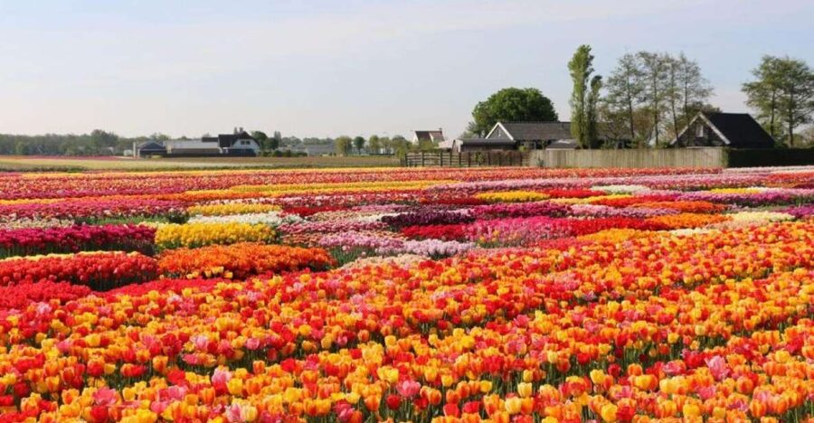 Amsterdam: Private tour Tulips, Keukenhof, Windmill & Cheese - Should You Book This Private Tulips, Windmills, and Cheese Tour?