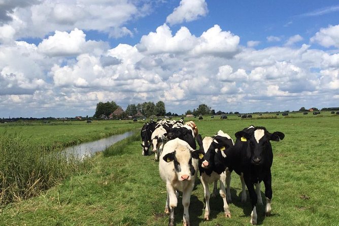 Amsterdam's Countryside Half-Day Bike Tour in Small Group - Why Waterland by Bike Feels Like the Real Netherlands