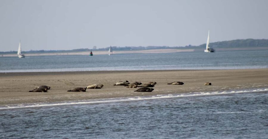 Amsterdam: Seal Safari at Waddensea UNESCO Site - Key highlights worth getting excited about