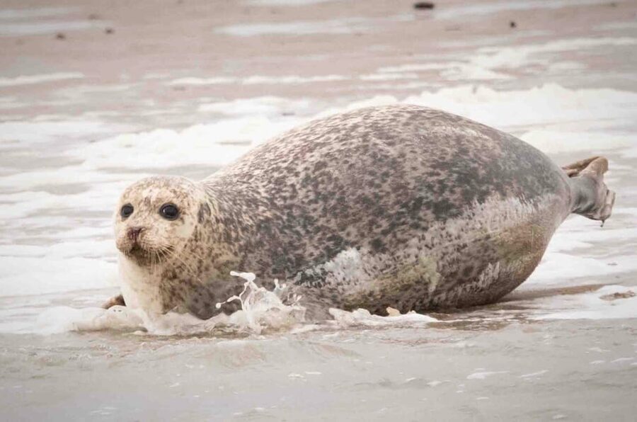 Amsterdam: Seal Safari at Waddensea UNESCO Site - Who should book this seal safari from Amsterdam?